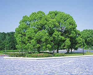 ベストホーム 岡山 人気の植木 高木類 常緑樹 クスノキ